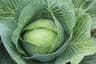 Cabbage: White