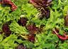 Salad: Mixed Leaves